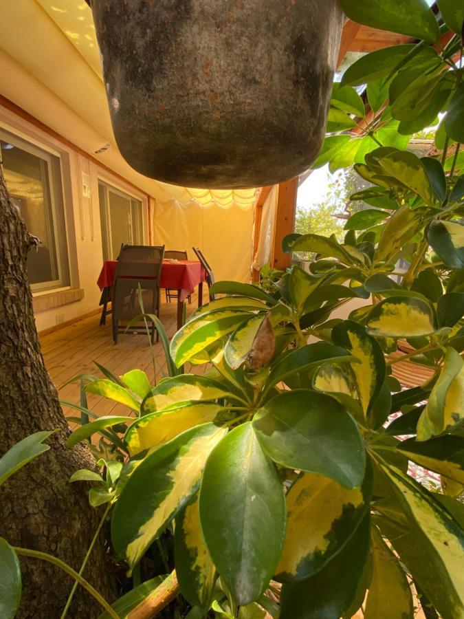 Ancora Bilocale Villa Marina di Massa Eksteriør bilde